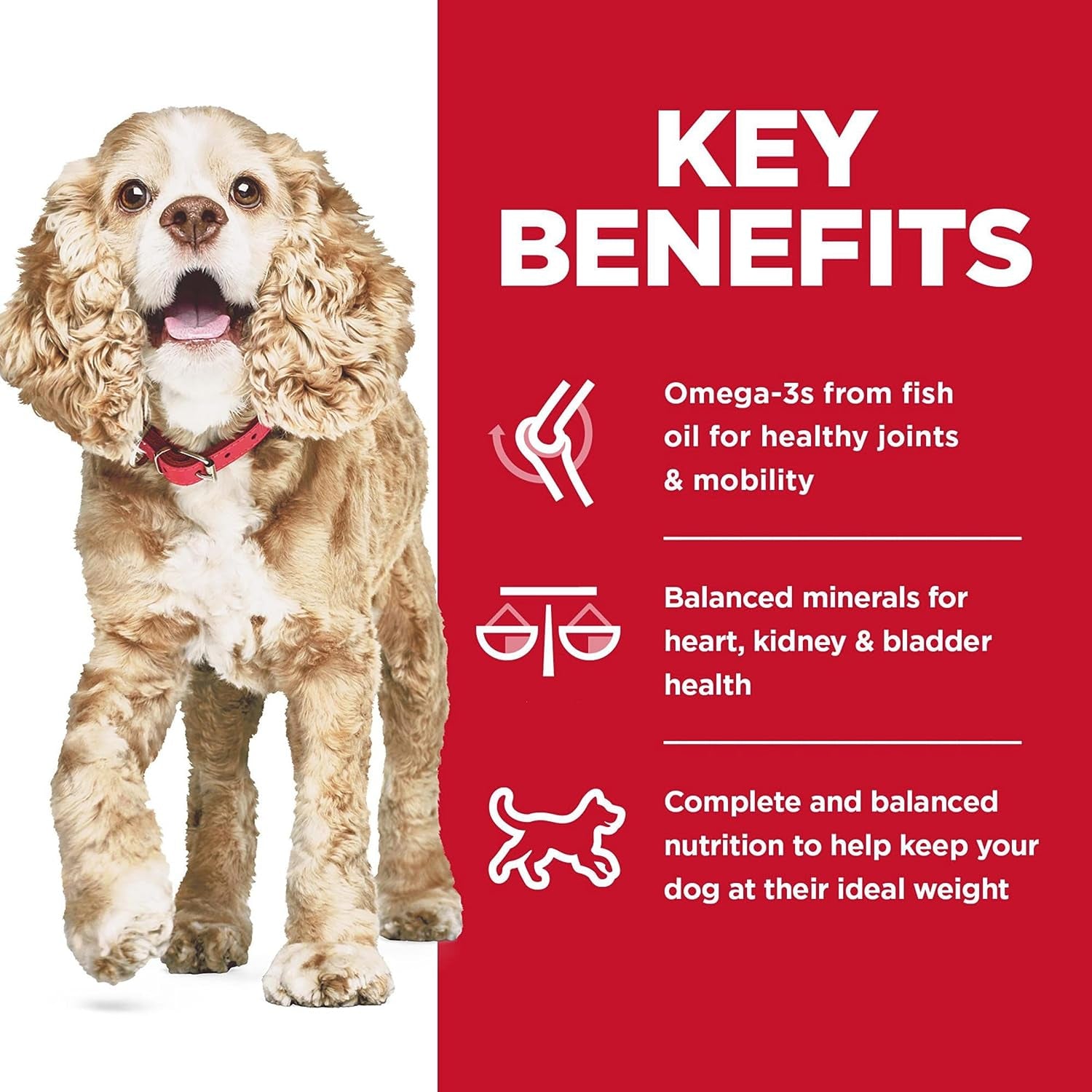 Senior Adult 11+ Small Paws, Chicken Meal, Barley and Brown Rice Recipe, Dry Dog Food for Older Small and Toy Breed Dogs, 2.04Kg Bag - Paws and Pats