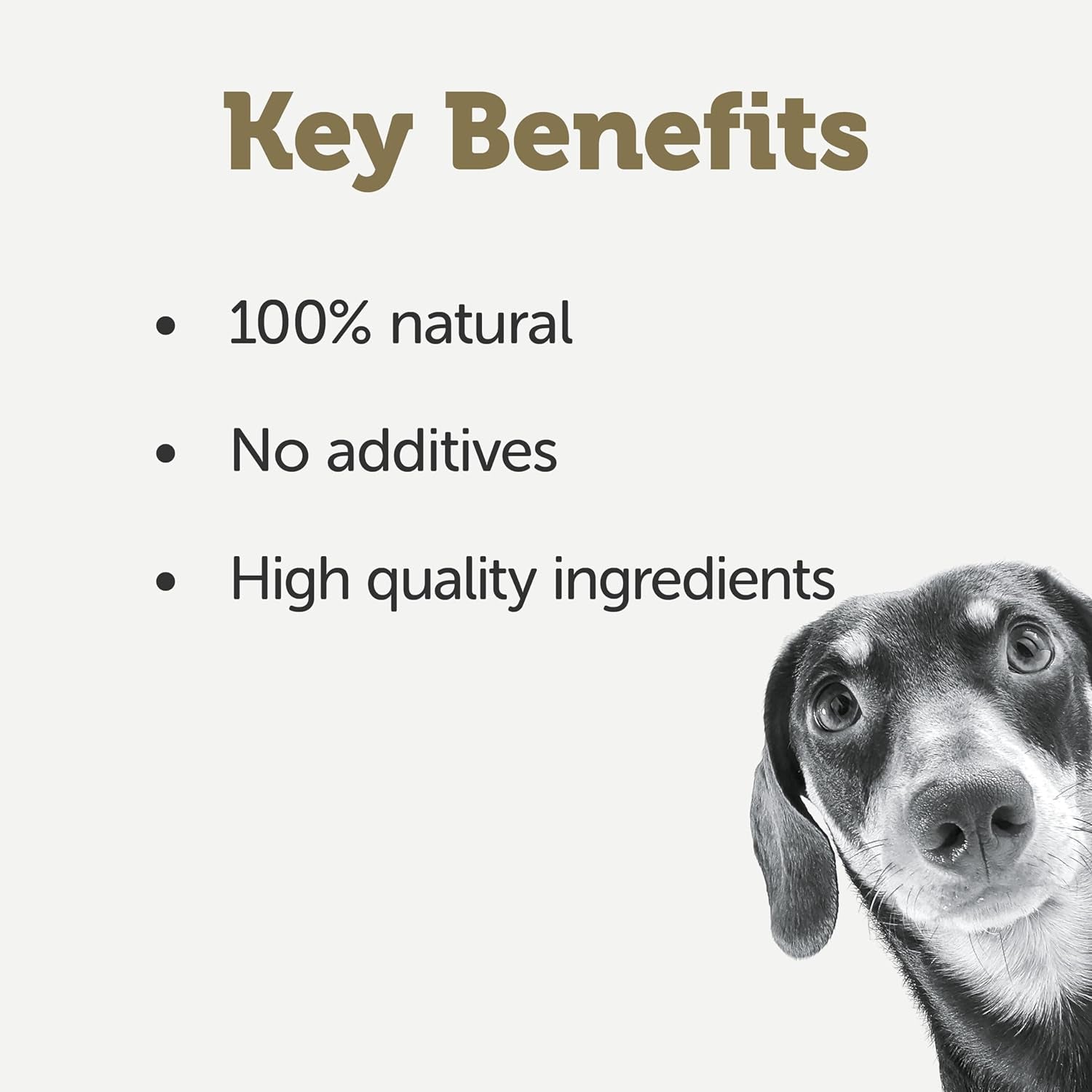 Taste Toppers 100% Natural Wet Dog Food Chicken Breast with Salmon & Vegetables in Broth Tin 156G (Pack of 16), Limited Ingredients Pet Food - Paws and Pats